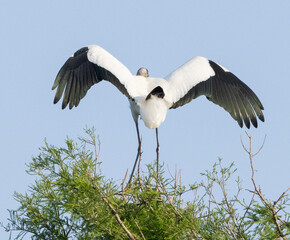 Wood Stork in nature