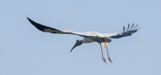 Wood Stork in nature