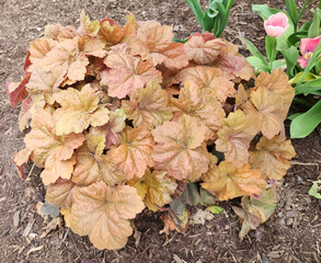 Abstraction with colored leaves