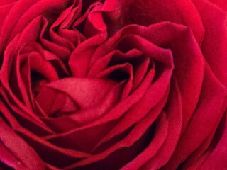 Close up of a rose