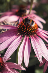 bumblebee on beautiful pink flower (coneflower, macro)