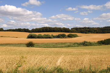 Fototapeta premium Cornfield and clouds