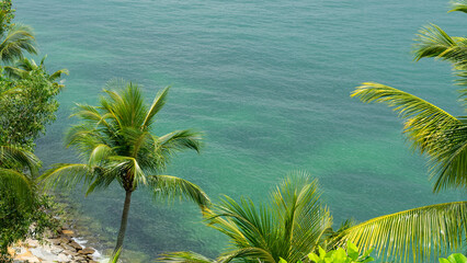 Palm trees on the beach
