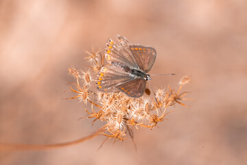 butterfly, insect, nature, flower, summer, animal, macro, garden, wildlife, orange, beauty, spring, plant, wing, wings, beautiful, yellow, butterflies, fly, colorful, color, black, fauna, closeup, flo