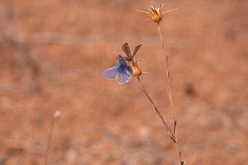 butterfly, insect, nature, flower, summer, animal, macro, garden, wildlife, orange, beauty, spring, plant, wing, wings, beautiful, yellow, butterflies, fly, colorful, color, black, fauna, closeup, flo