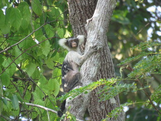 Santarem marmoset (Mico humeralifer) in North of Brazilian Amazon