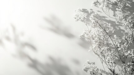 Flower shadows on white wall Neutral natural background with space for text Blurred overlay effect for design