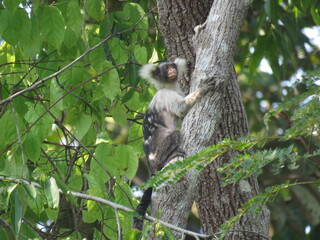 Santarem marmoset (Mico humeralifer) in North of Brazilian Amazon