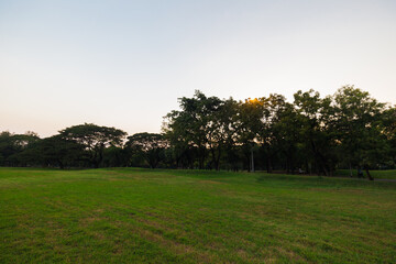 Green meadow grass sunset blue sky tree city park forest
