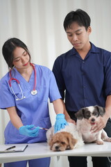 Annual health check-up and vaccination for dogs at the animal hospital and vaccination against...