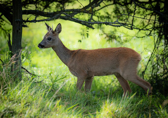Roe deer fawn
