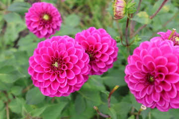 Dahlia at a field of colorfull flowers with a bee/fly.