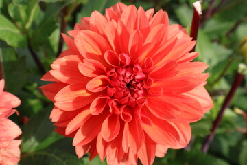 Dahlia at a field of colorfull flowers with a bee/fly.