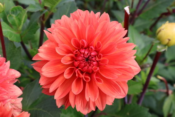 Dahlia at a field of colorfull flowers with a bee/fly.