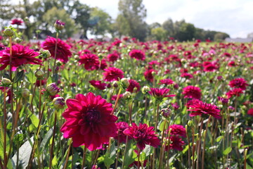 Dahlia at a field of colorfull flowers with a bee/fly.