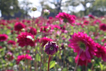 Dahlia at a field of colorfull flowers with a bee/fly.