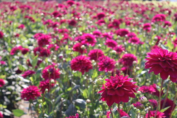 Dahlia at a field of colorfull flowers with a bee/fly.