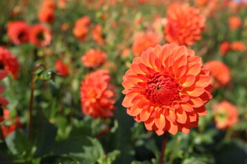 Dahlia at a field of colorfull flowers with a bee/fly.