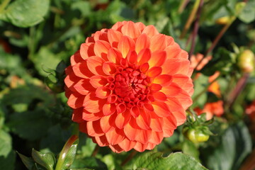 Dahlia at a field of colorfull flowers with a bee/fly.