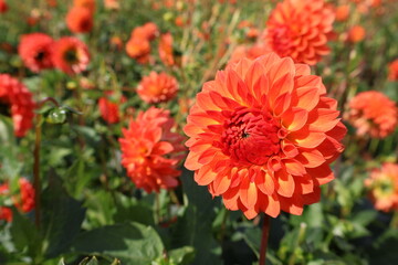 Dahlia at a field of colorfull flowers with a bee/fly.