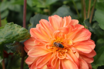 Dahlia at a field of flowers with a lot of color and a bee/fly