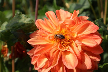 Dahlia at a field of flowers with a lot of color and a bee/fly