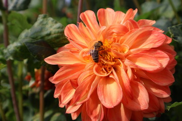 Dahlia at a field of flowers with a lot of color and a bee/fly