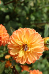 Dahlia at a field of flowers with a lot of color and a bee/fly