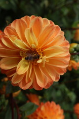 Dahlia at a field of flowers with a lot of color and a bee/fly