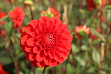 Dahlia at a field of flowers with a lot of color and a bee/fly