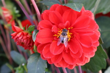Dahlia at a field of flowers with a lot of color and a bee/fly