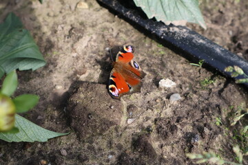 Butterfly in a field with a lot of colors