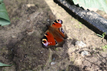 Butterfly in a field with a lot of colors