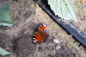 Butterfly in a field with a lot of colors