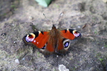 Butterfly in a field with a lot of colors