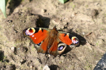 Butterfly in a field with a lot of colors