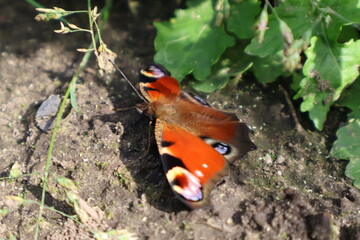 Butterfly in a field with a lot of colors