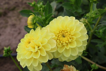 Dahlia at a field of flowers with a lot of color and a bee/fly