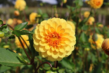 Dahlia at a field of flowers with a lot of color and a bee/fly