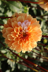 Dahlia at a field of flowers with a lot of color and a bee/fly