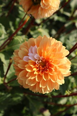 Dahlia at a field of flowers with a lot of color and a bee/fly