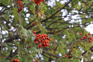Red berrys in a tree hanging