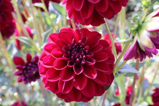Dahlia at a field of flowers with a lot of color and a bee/fly