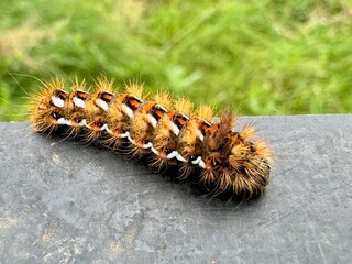 Close-up of a hairy caterpillar with vibrant colors and distinct patterns resting on a dark...