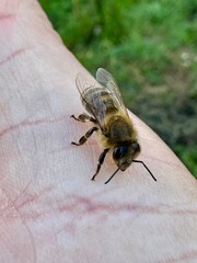 Close-up of an orange beetle on white and pink buckwheat flowers, showcasing intricate floral and insect details in a natural environment.