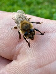 Close-up of an orange beetle on white and pink buckwheat flowers, showcasing intricate floral and insect details in a natural environment.