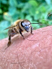 Close-up of an orange beetle on white and pink buckwheat flowers, showcasing intricate floral and insect details in a natural environment.