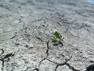 drought. a small plant on drought-cracked soil.