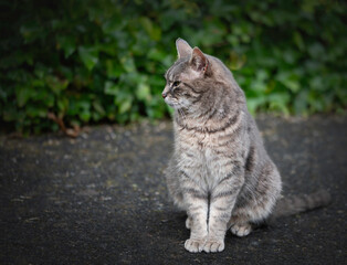 cat portrait sat looking sideways