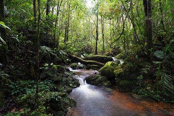 stream in the rainforest